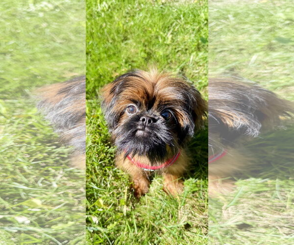 Medium Photo #2 Shih Tzu Puppy For Sale in Wheaton, IL, USA