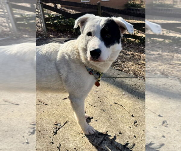 Medium Photo #4 Great Pyrenees-Unknown Mix Puppy For Sale in Greenbelt, MD, USA