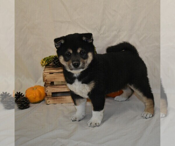 Medium Photo #5 Shiba Inu Puppy For Sale in THREE RIVERS, MI, USA