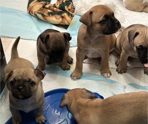 Medium Photo #1 French Bulldog-French Bullhuahua Mix Puppy For Sale in SHEPHERD, MT, USA