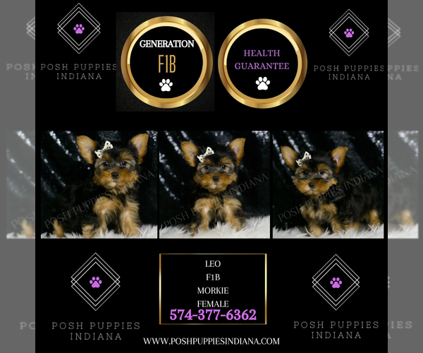 Medium Photo #11 Morkie Puppy For Sale in WARSAW, IN, USA