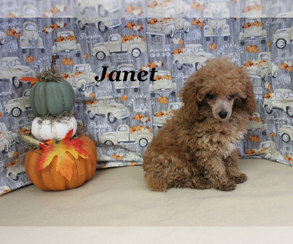 Medium Photo #11 Poodle (Toy) Puppy For Sale in CHANUTE, KS, USA