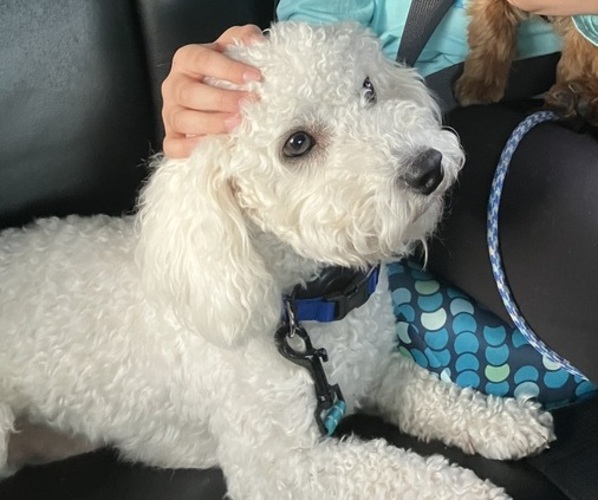 Medium Photo #1 Cavapoo Puppy For Sale in BELLEVUE, WA, USA