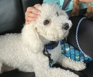 Father of the Cavapoo puppies born on 07/24/2025