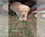 Puppy Waylon Labrador Retriever