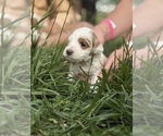Small Photo #41 Goldendoodle (Miniature) Puppy For Sale in FREDERICA, DE, USA