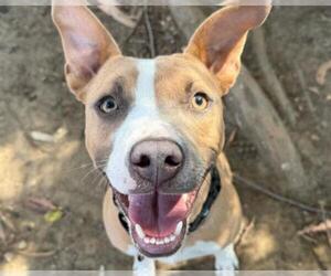 Medium American Pit Bull Terrier Mix