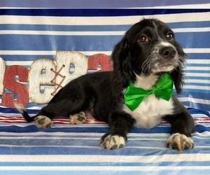 English Springer Spaniel-Poodle (Miniature) Mix Puppy for sale in LANCASTER, PA, USA