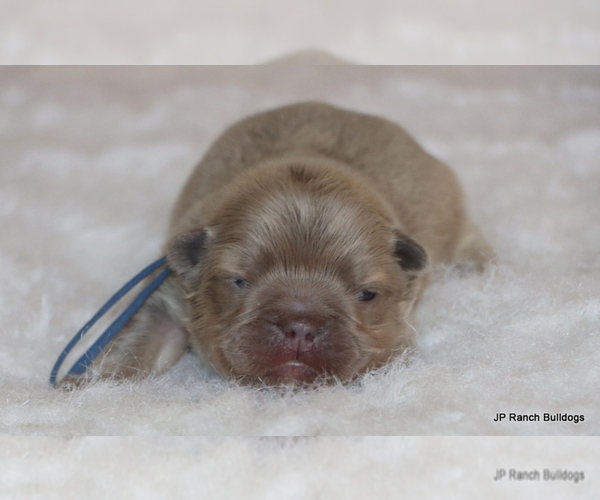 Medium Photo #3 French Bulldog Puppy For Sale in WINNSBORO, TX, USA