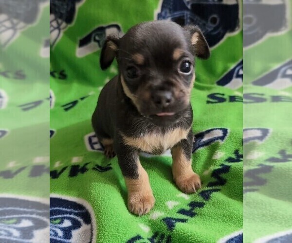 Medium Photo #2 Chihuahua Puppy For Sale in EVERETT, WA, USA