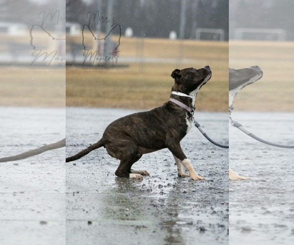 Medium Photo #10 Mutt Puppy For Sale in Rustburg, VA, USA