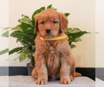 Small #1 Golden Retriever