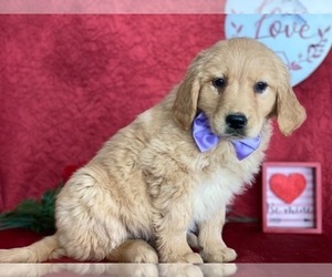 Golden Retriever Puppy for sale in LANCASTER, PA, USA