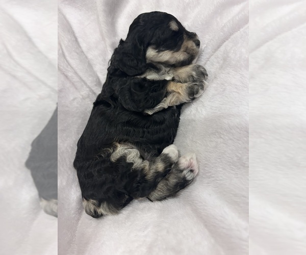 Medium Photo #2 Cockapoo (Miniature) Puppy For Sale in BLUE MOUNTAIN, MS, USA