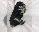 Small #1 Cockapoo (Miniature)
