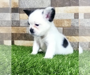 French Bulldog Puppy for sale in CHICAGO, IL, USA