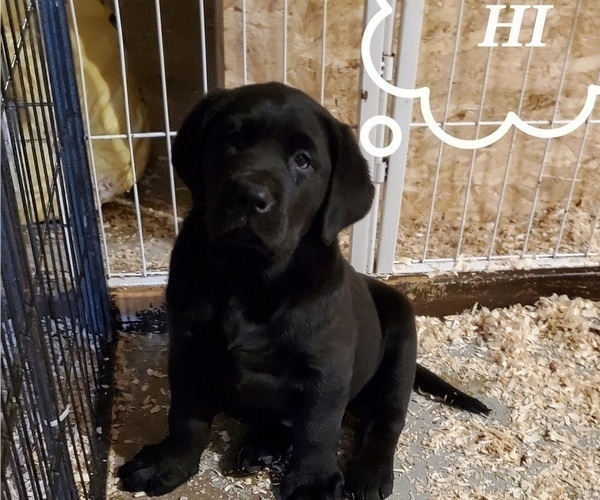 Medium Photo #1 Labrador Retriever Puppy For Sale in ORANGE, MA, USA