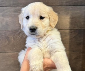 English Cream Golden Retriever Litter for sale in WOLFE CITY, TX, USA