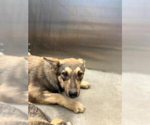 German Shepherd Dog-Siberian Husky Mix Dogs for adoption in San Martin, CA, USA