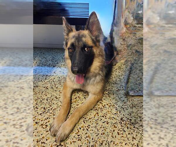 Medium Photo #1 German Shepherd Dog-Unknown Mix Puppy For Sale in Riverside, CA, USA