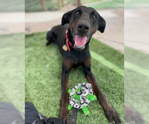 Willow - Female Doberman Pinscher-Unknown Mix Dog for Adoption - Photo #6