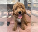 Small Photo #18 Goldendoodle-Poodle (Toy) Mix Puppy For Sale in MENIFEE, CA, USA