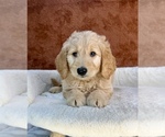 Small #3 Goldendoodle