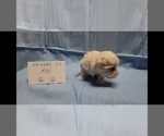 Small #4 Maltipoo