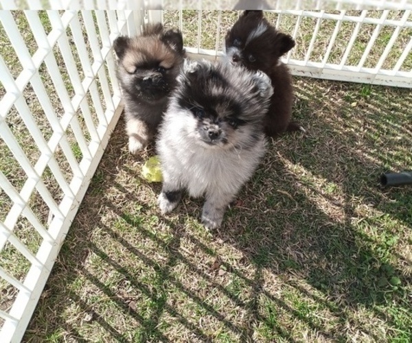Medium Photo #11 Pomeranian Puppy For Sale in DECATUR, TX, USA