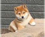 Small Photo #1 Shiba Inu Puppy For Sale in FREDERICKSBURG, OH, USA