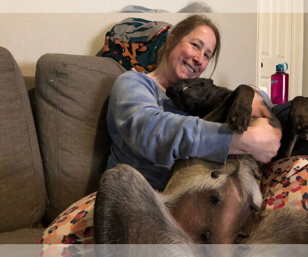 Medium Photo #9 Mutt Puppy For Sale in Stevens Point, WI, USA