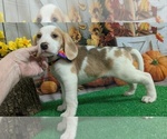 Image preview for Ad Listing. Nickname: Beagle Babies