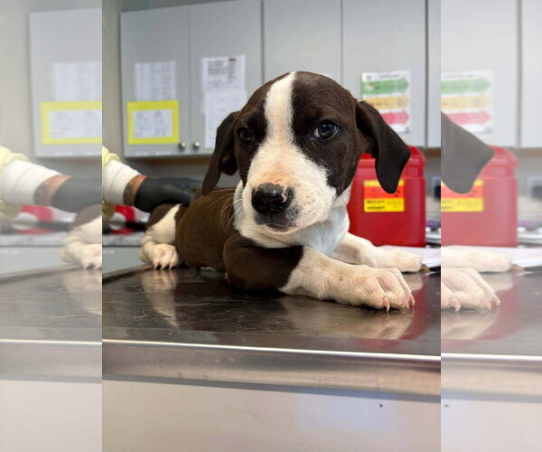 Medium Photo #3 Mutt Puppy For Sale in Martinsburg, WV, USA