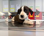 Small #2 Mutt