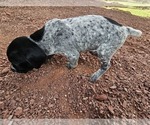 Small Photo #81 German Shorthaired Pointer Puppy For Sale in EVANSVILLE, WY, USA