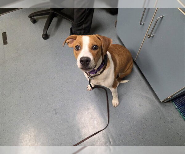 Medium Photo #1 American Pit Bull Terrier-English Foxhound Mix Puppy For Sale in Denver, CO, USA