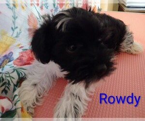 Medium Schnauzer (Miniature)