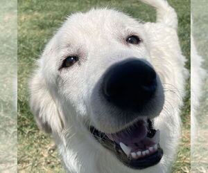 Great Pyrenees Dogs for adoption in Garland, TX, USA