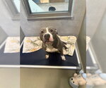 Small American Staffordshire Terrier