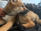Small Photo #2 Shiba Inu Puppy For Sale in GLENARDEN, MD, USA
