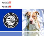 Small American Pit Bull Terrier