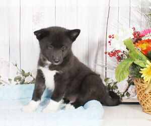 Pomsky Puppy for sale in PENNS CREEK, PA, USA