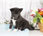 Small Photo #1 Pomsky Puppy For Sale in PENNS CREEK, PA, USA