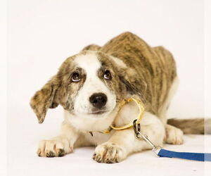 Anatolian Shepherd-Great Pyrenees Mix Dogs for adoption in Brooklyn Center, MN, USA