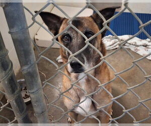 Mutt Dogs for adoption in Olathe, KS, USA