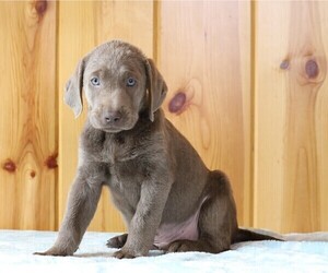 Labrador Retriever Puppy for sale in FREDERICKSBG, OH, USA