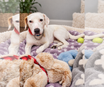 Small Photo #2 Labrador Retriever-Unknown Mix Puppy For Sale in McKinney, TX, USA