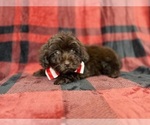 Bryant - Male ShihPoo Puppy for Sale - Photo #7