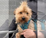 Small #4 Mutt