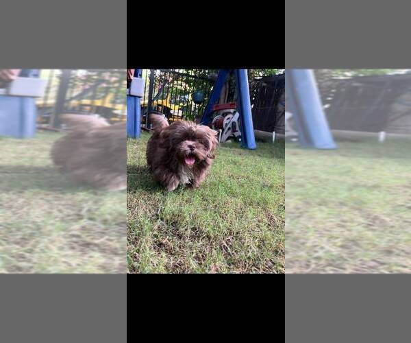 Medium Photo #1 Shih Tzu Puppy For Sale in DEL VALLE, TX, USA